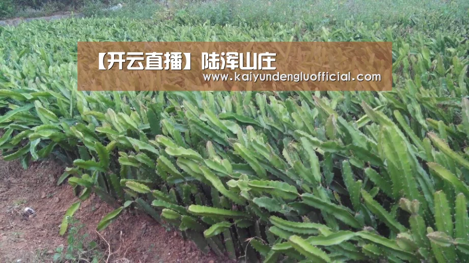 【开云直播】陆浑山庄(图1) 开云赛事